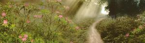 Big_path_light1