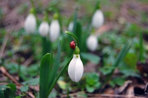 Big_snowdrop