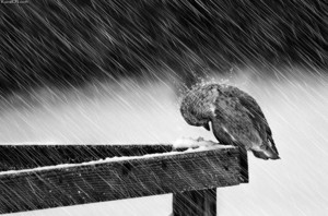 Big_bird