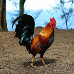 Big_roosterimage1