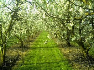 Big_orchard