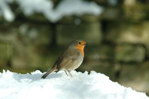 Big_bird