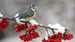 Big_winter_bird