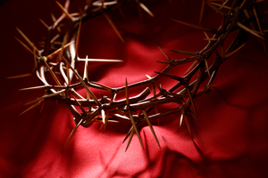 Big_crown-of-thorns