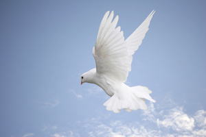 Big_flying-dove2