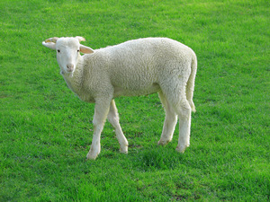 Big_lamb