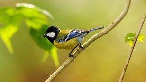 Big_little-birds