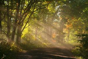 Big_forest1