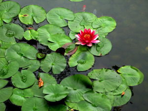 Big_lily