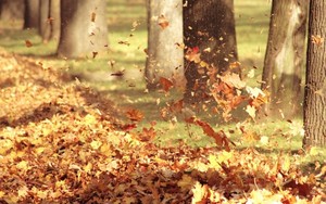 Big_autumn-leaves