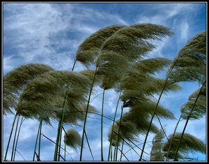 Big_wind-blowing
