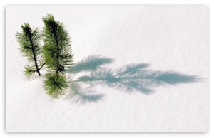 Big_fir_tree_twigs