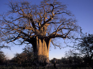 Big_dried_tree