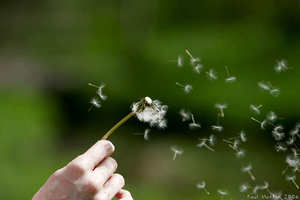 Big_dandelion_seeds